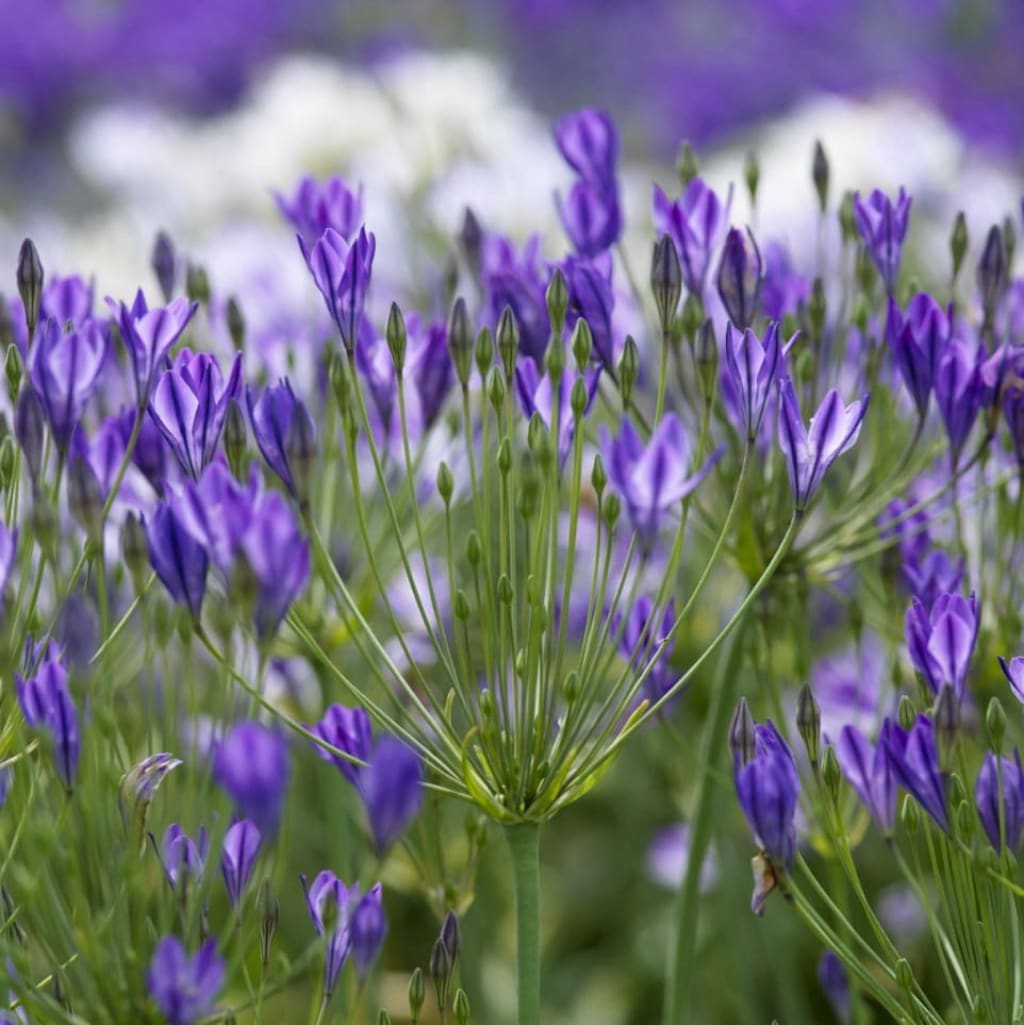 Bio-Frühlingsstern 'Corrina' Lila