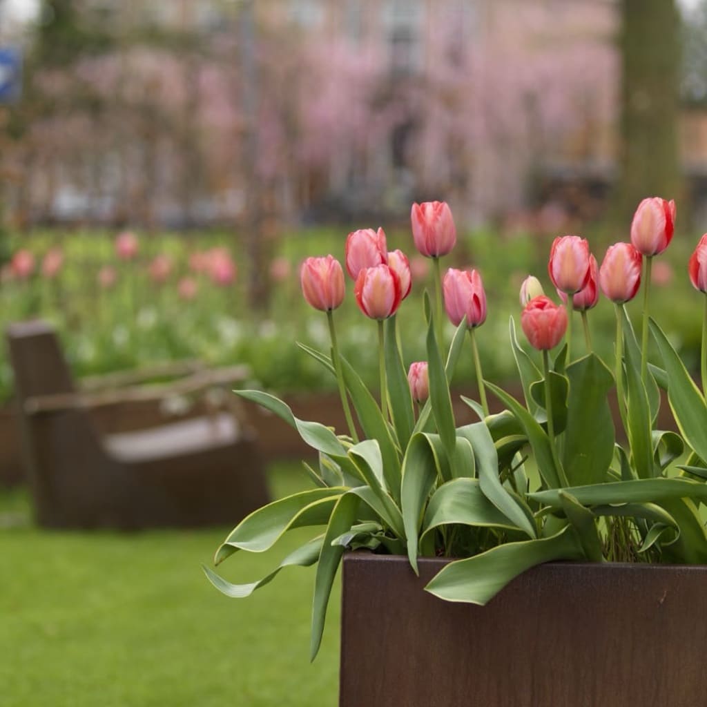 Bio-Darwin-Hybride-Tulpe 'Design Impression' Rosa