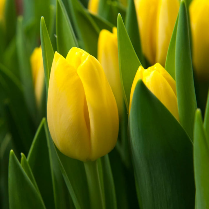 Bio-Darwin-Hybride-Tulpe 'Novi Sun' Gelb