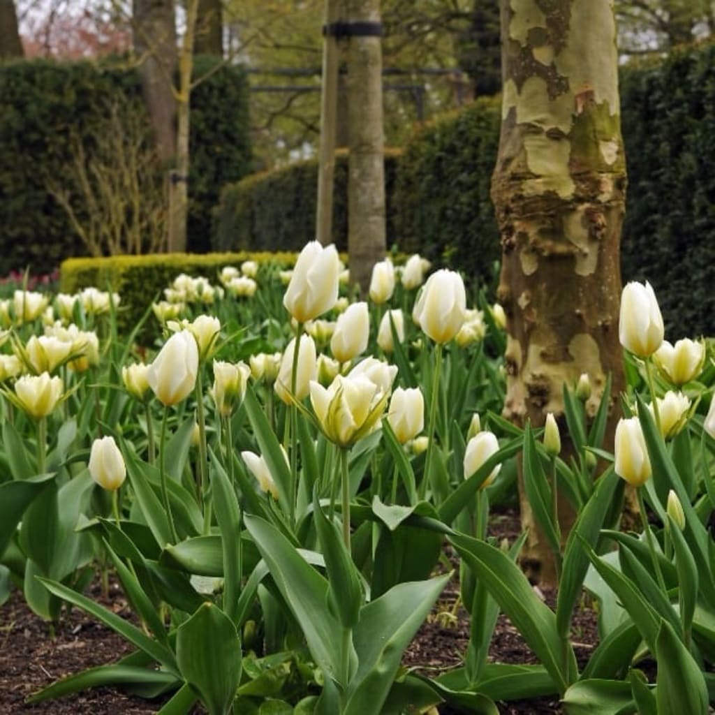 Tulipa