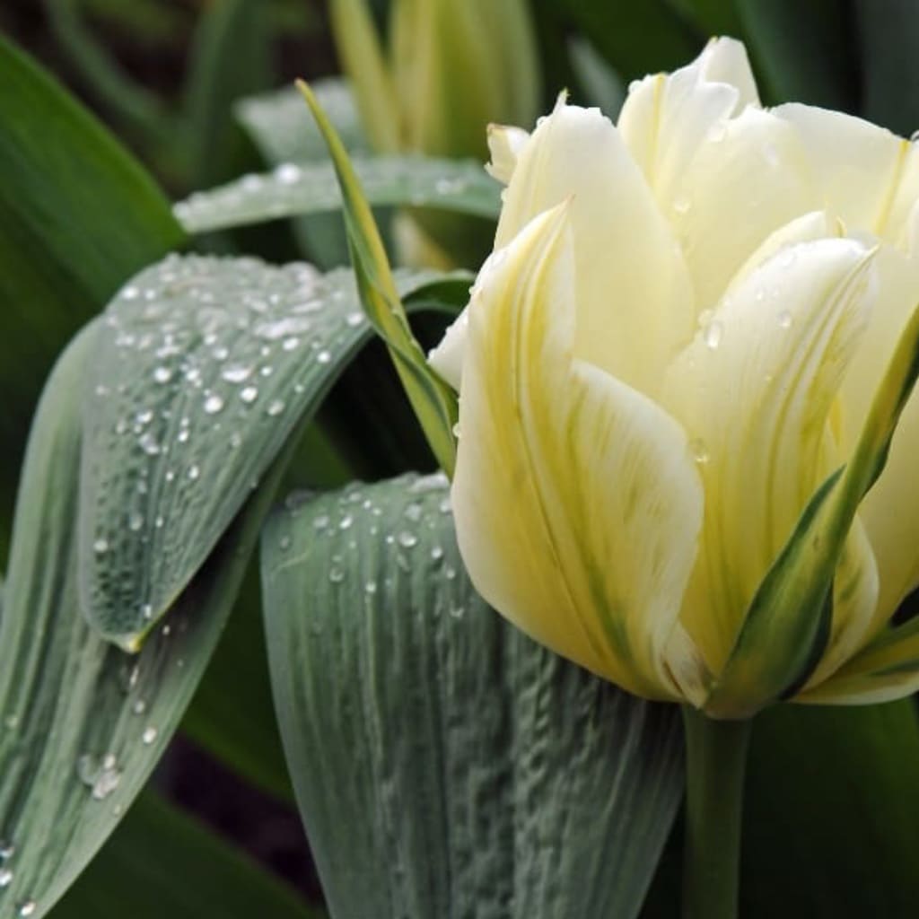Tulipa