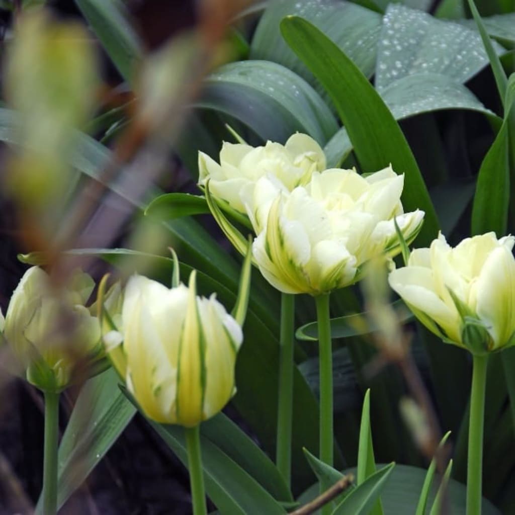 Bio-Kaiser-Tulpe 'Exotic Emperor' Weiß-Grün