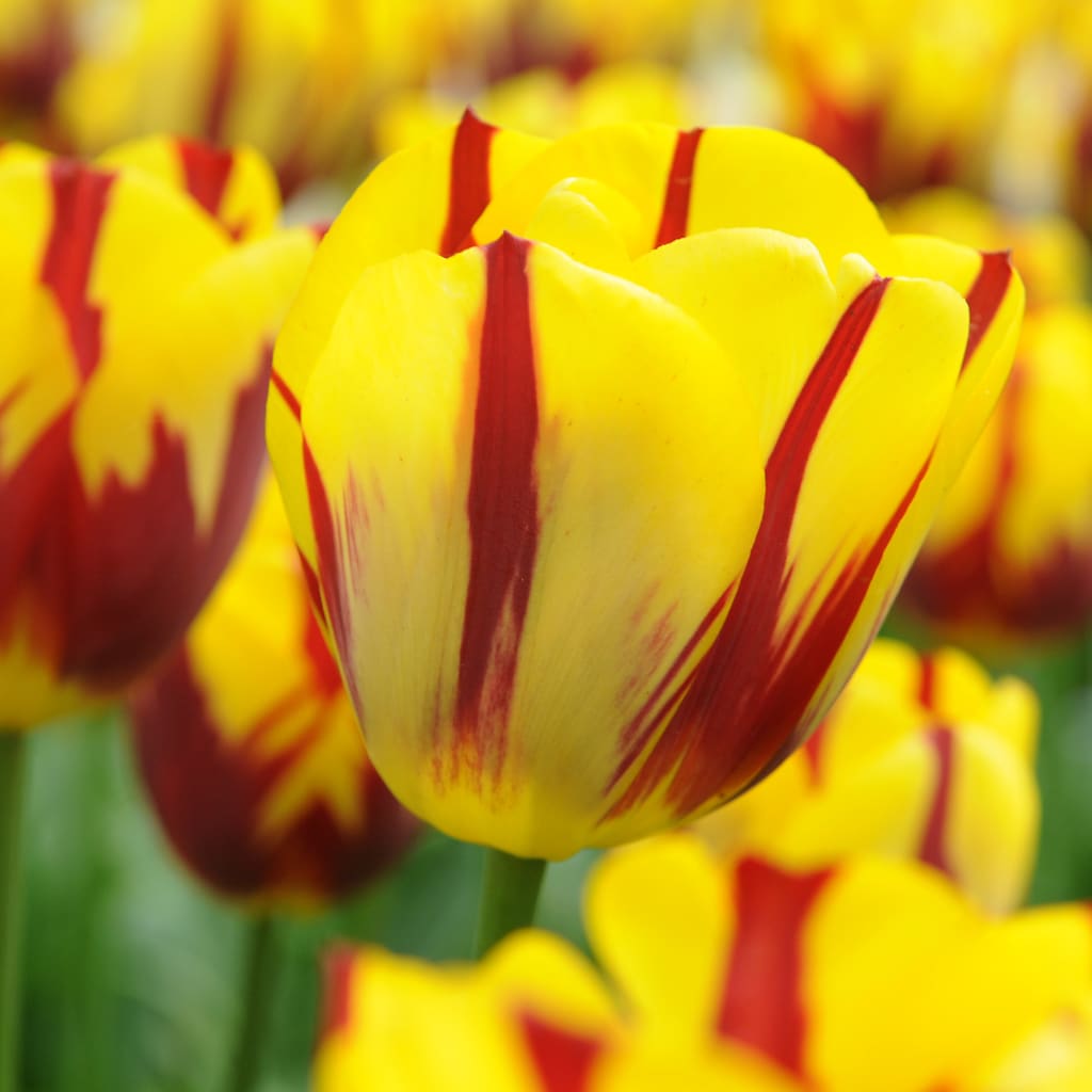 Tulipa