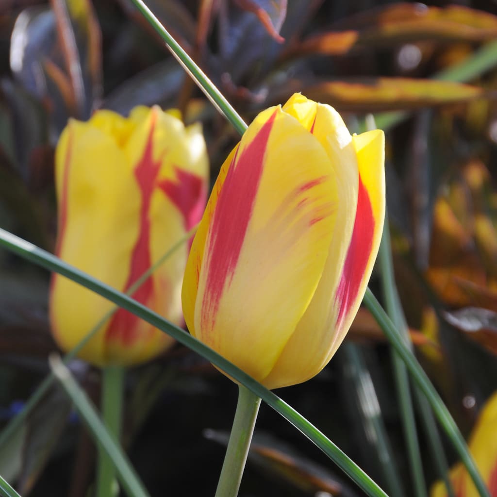 Bio-Triumph-Tulpe 'Freedom Flame' Gelb-Rot
