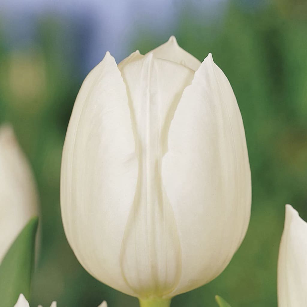 Bio-Triumph-Tulpe 'Royal Virgin' Weiß