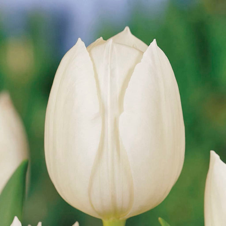Bio-Triumph-Tulpe 'Royal Virgin' Weiß
