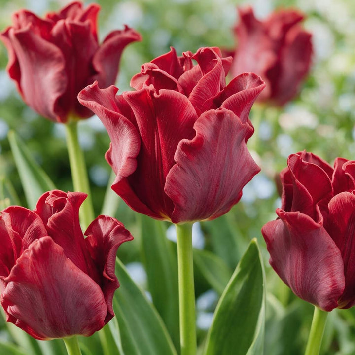 Coronet-Tulpe 'Red Dress' Rot