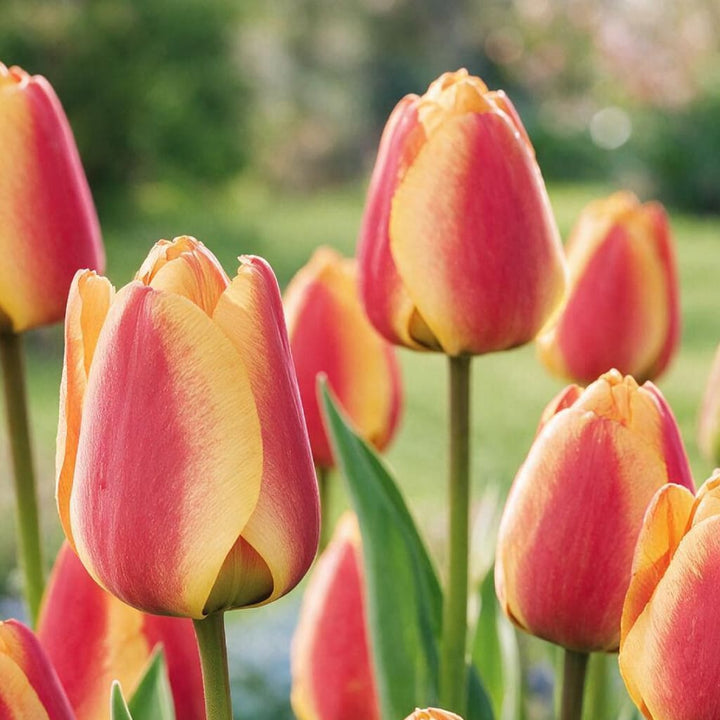 Tulipa