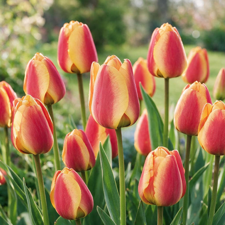 Darwin-Hybrid-Tulpe 'Apeldoorn's Elite' Orange-Gelb