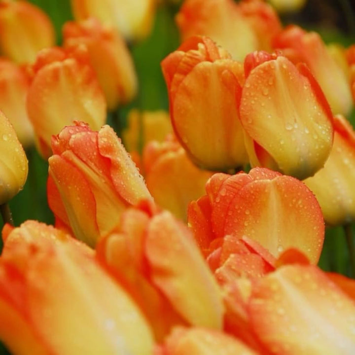 Darwin-Hybrid-Tulpe 'Daydream' Orange