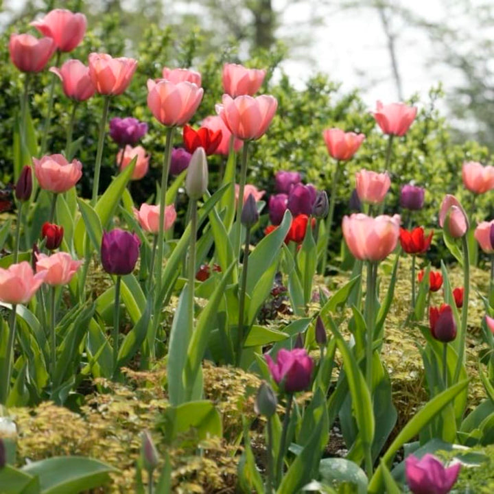 Tulipa