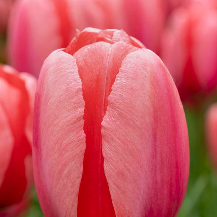 Tulipa