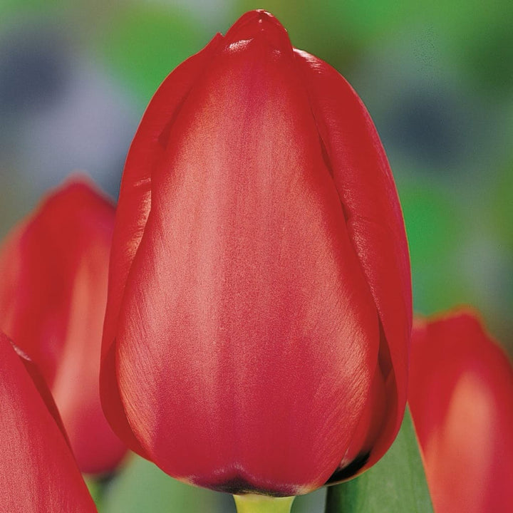 Tulipa