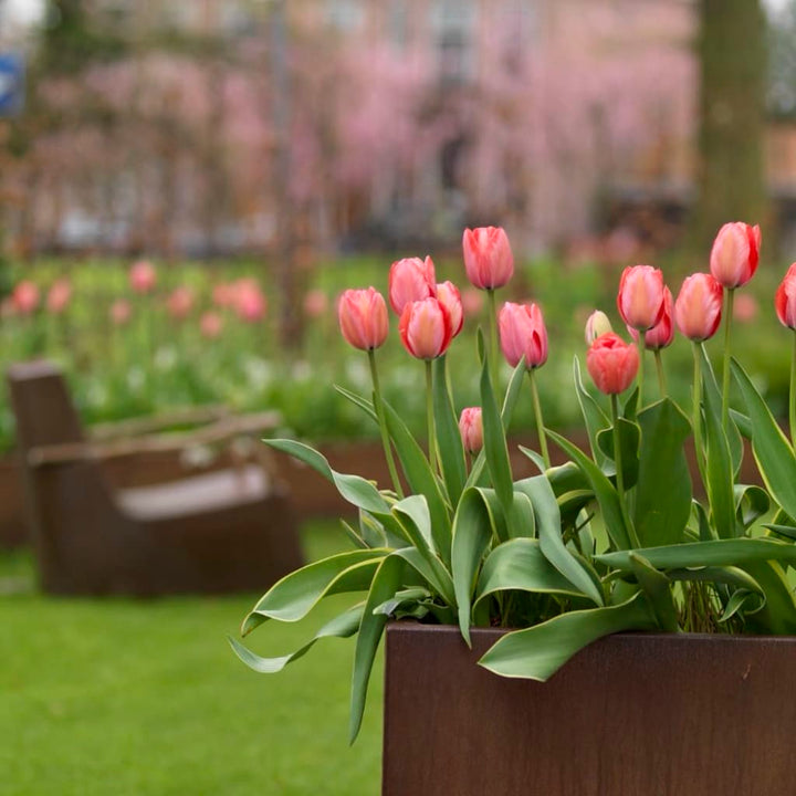 Darwin-Hybrid-Tulpe 'Red Impression' Rot