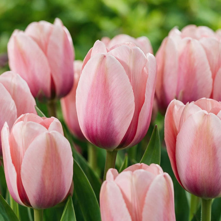 Tulipa