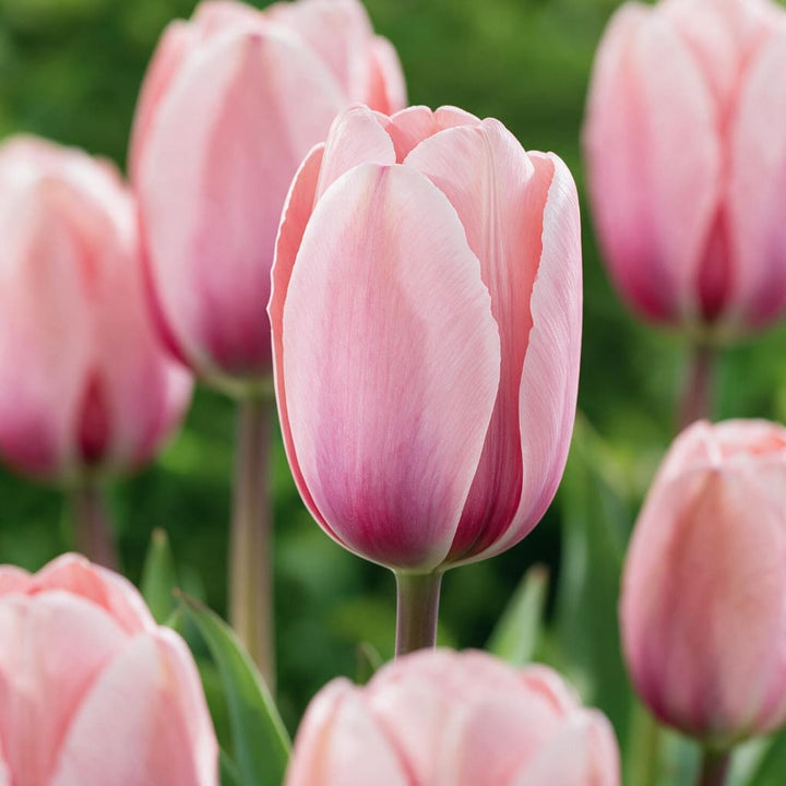 Darwin-Hybrid-Tulpe 'Salmon Impression' Rosa