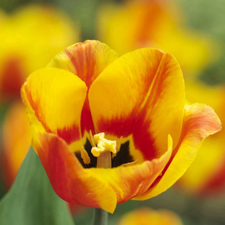 Tulipa
