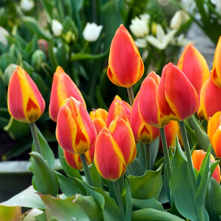 Frühe Tulpe 'Flair' Rot-Gelb