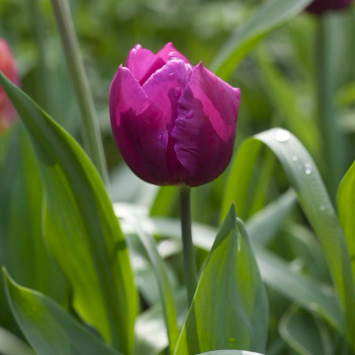 Tulipa