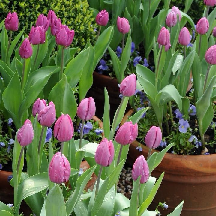 Frühe Tulpe 'Purple Prince' Violett
