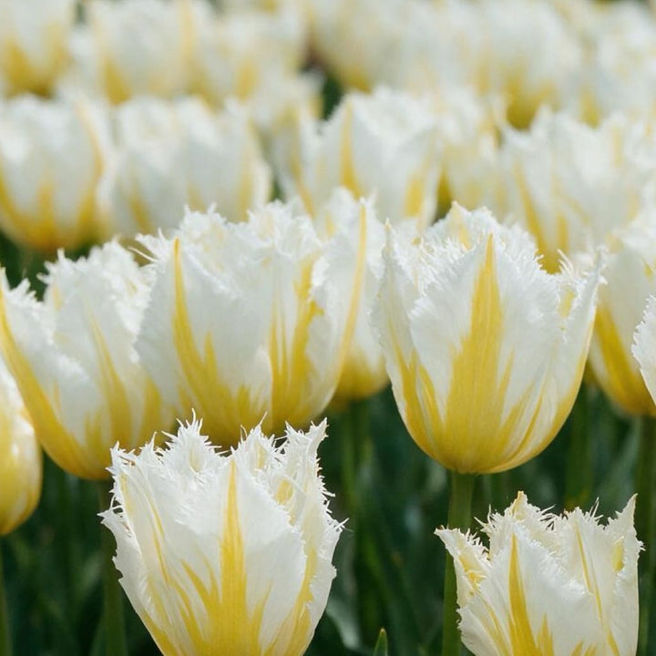 Tulipa