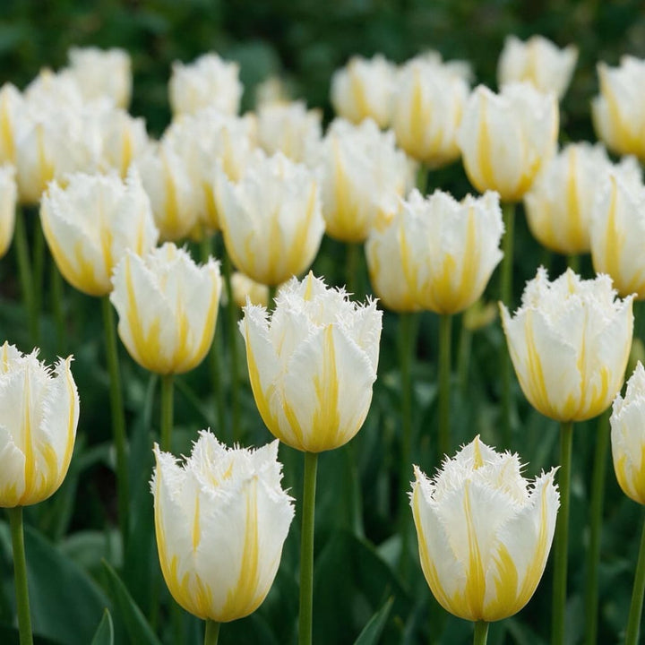 Gefranste Tulpe 'Lemon Beauty' Weiß-Gelb