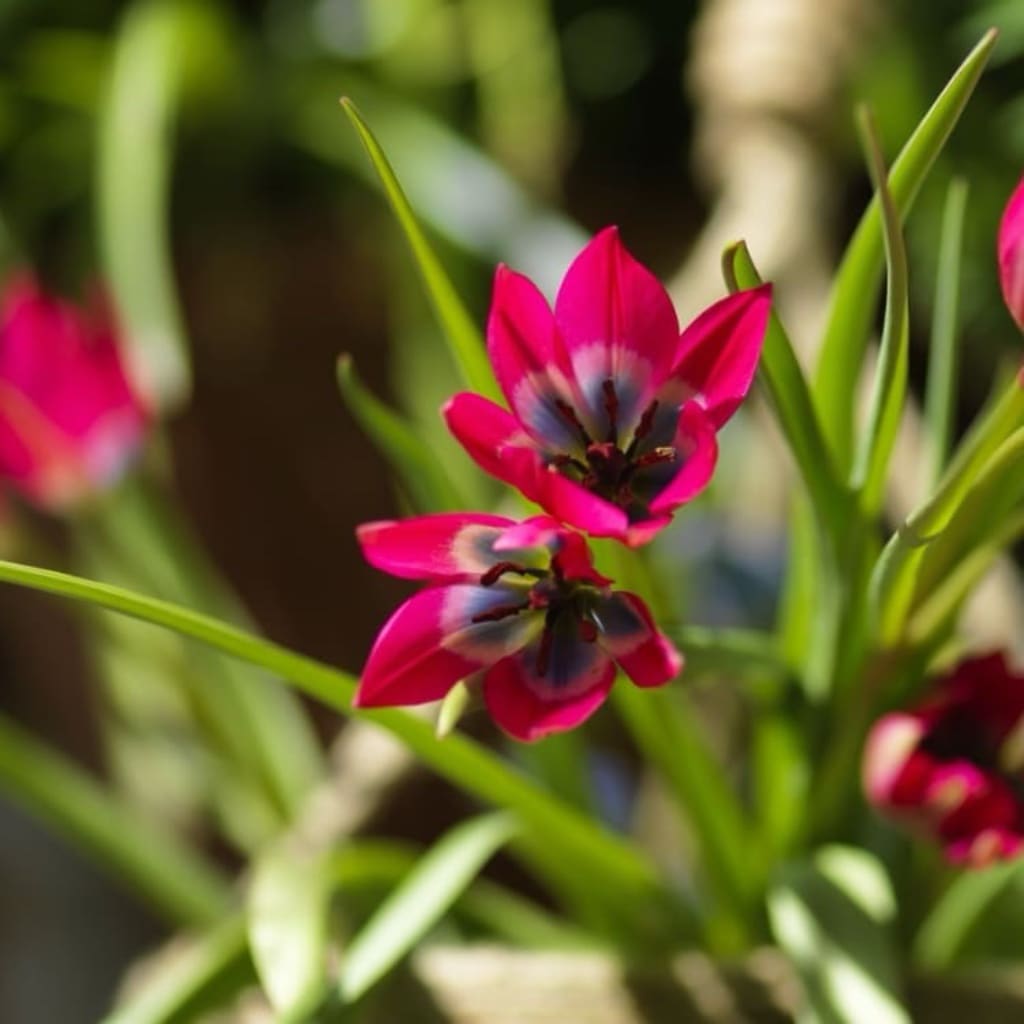 Bio-Wildtulpe 'Little Beauty' Rosa-Rot