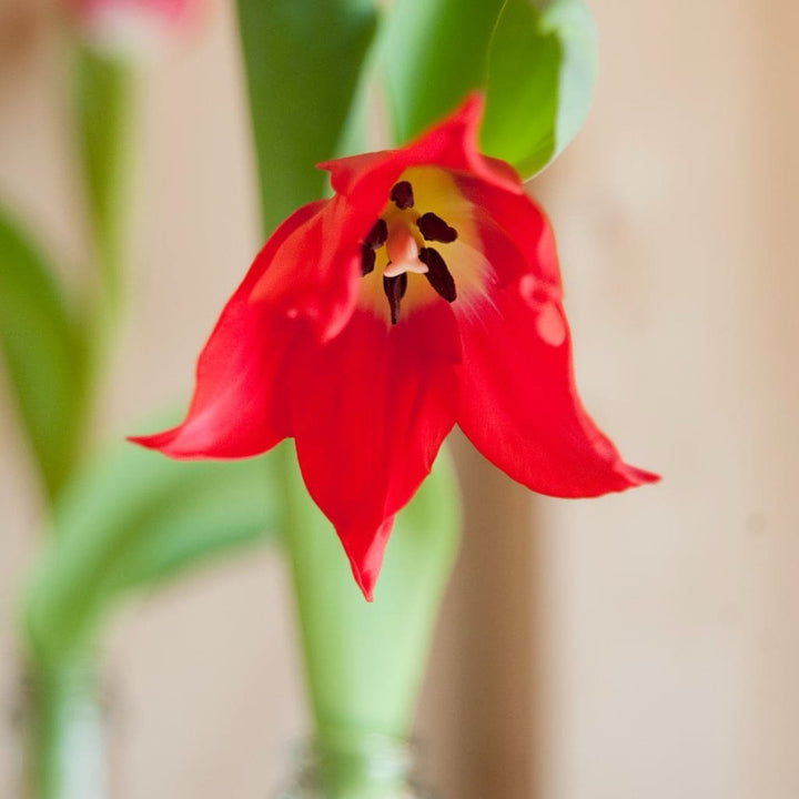 Tulipa