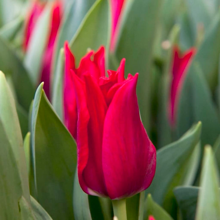 Lilienblütige Tulpe 'Pretty Woman' Rot