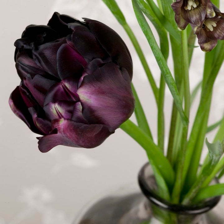 Tulipa