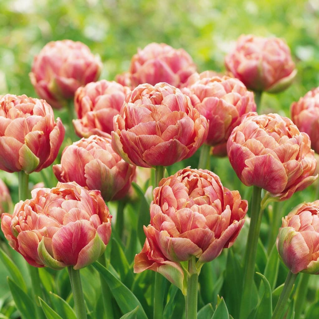 Tulipa