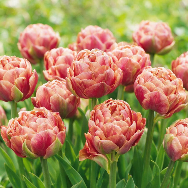 Tulipa