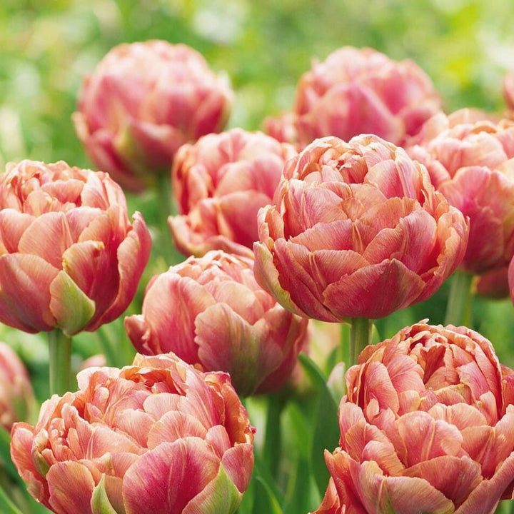 Päonien-Tulpe 'Copper Image' Orange