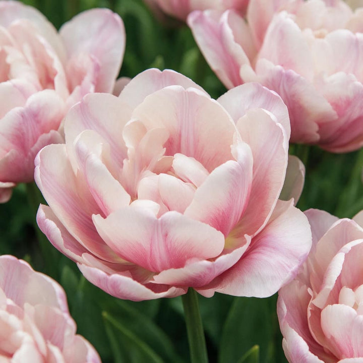 Päonien-Tulpe 'Tabledance' Rosa