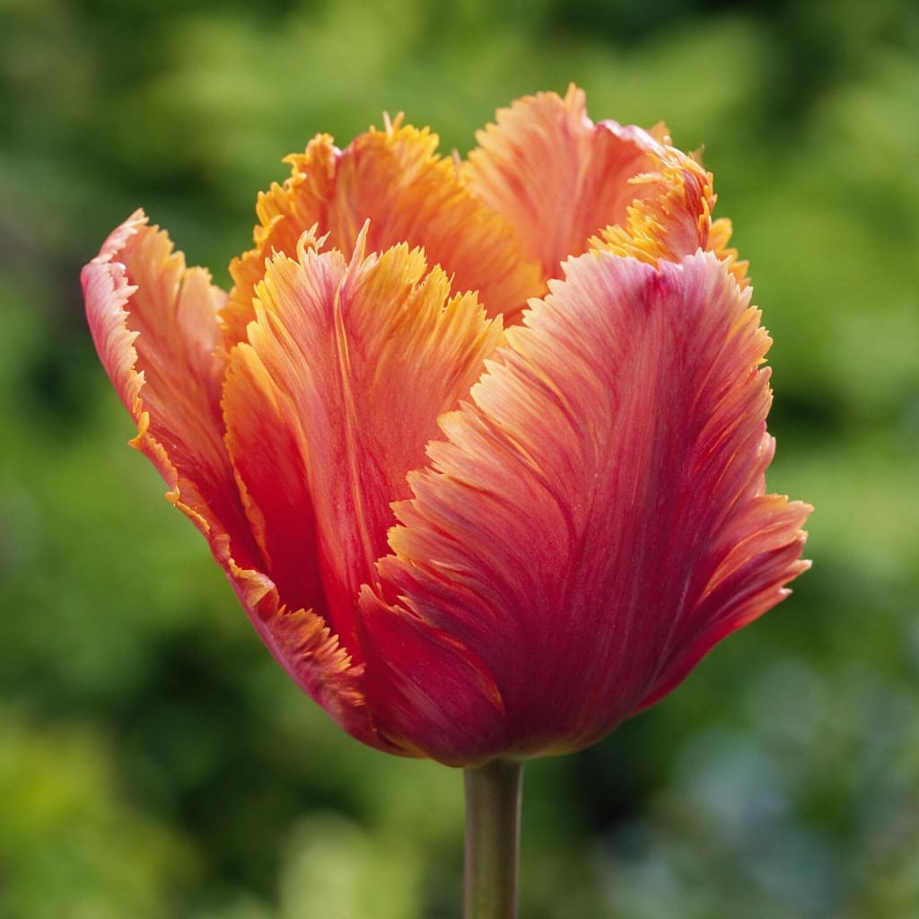 Papageien-Tulpe 'Amazing Parrot' Orange