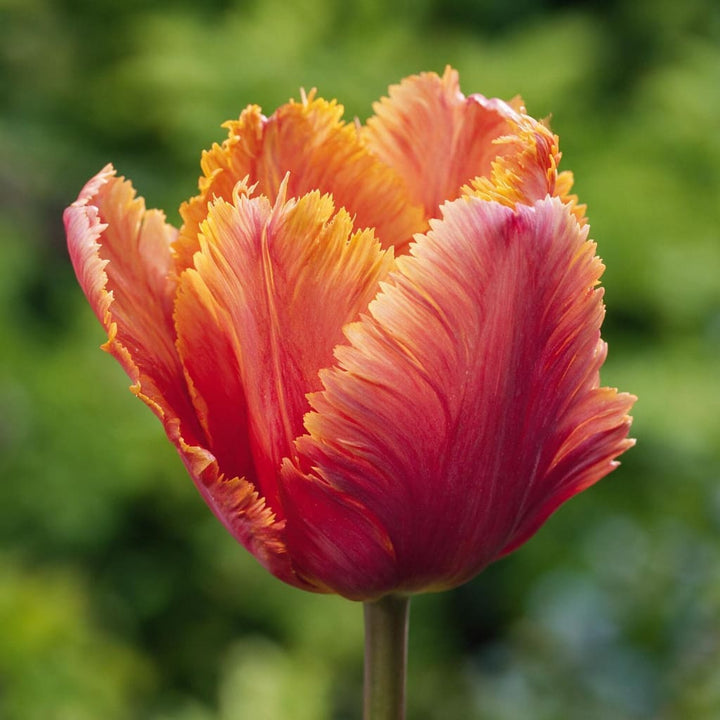 Papageien-Tulpe 'Amazing Parrot' Orange