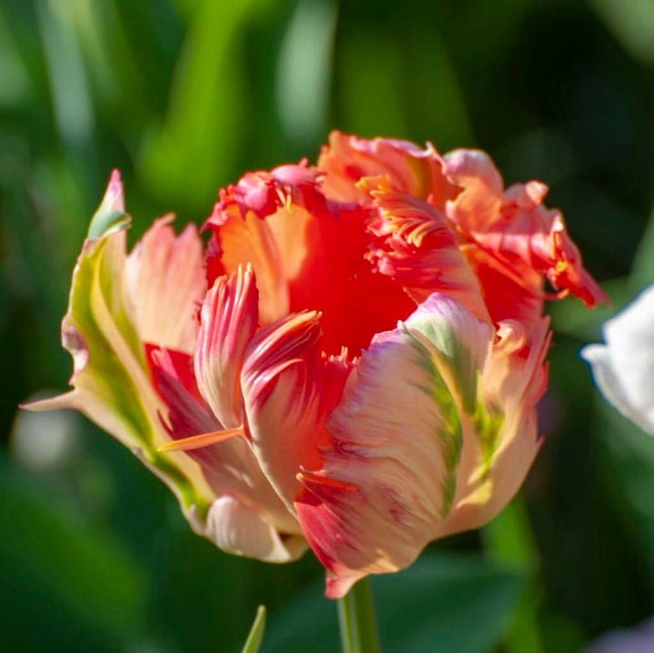 Tulipa
