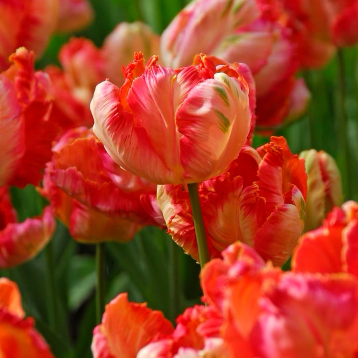 Papageien-Tulpe 'Apricot Parrot' Rosa