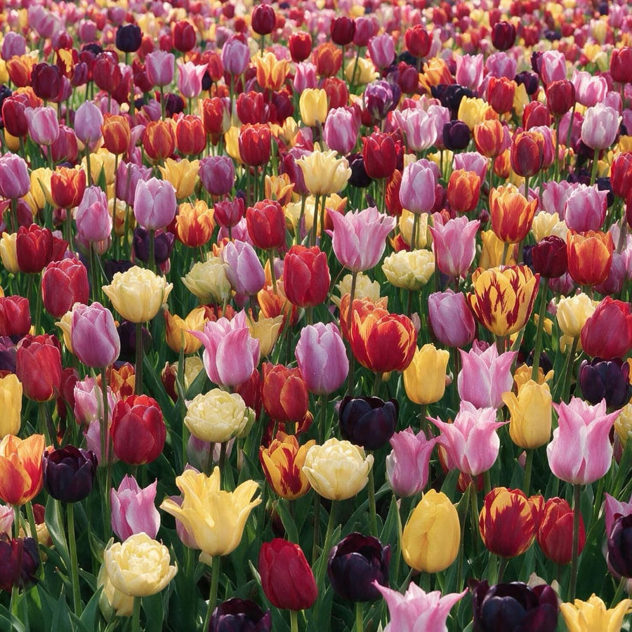 Plantura's Bunter Tulpen Garten Mix 2027