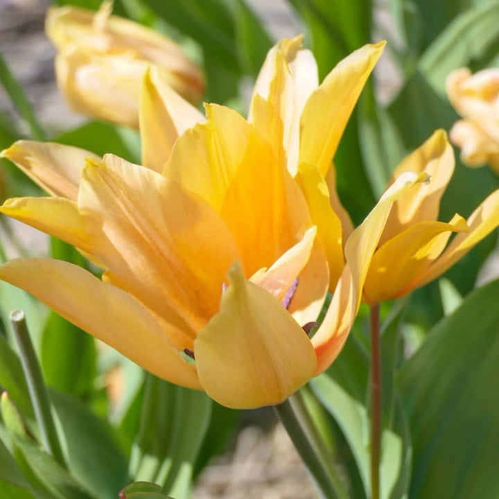 Tulipa praestans