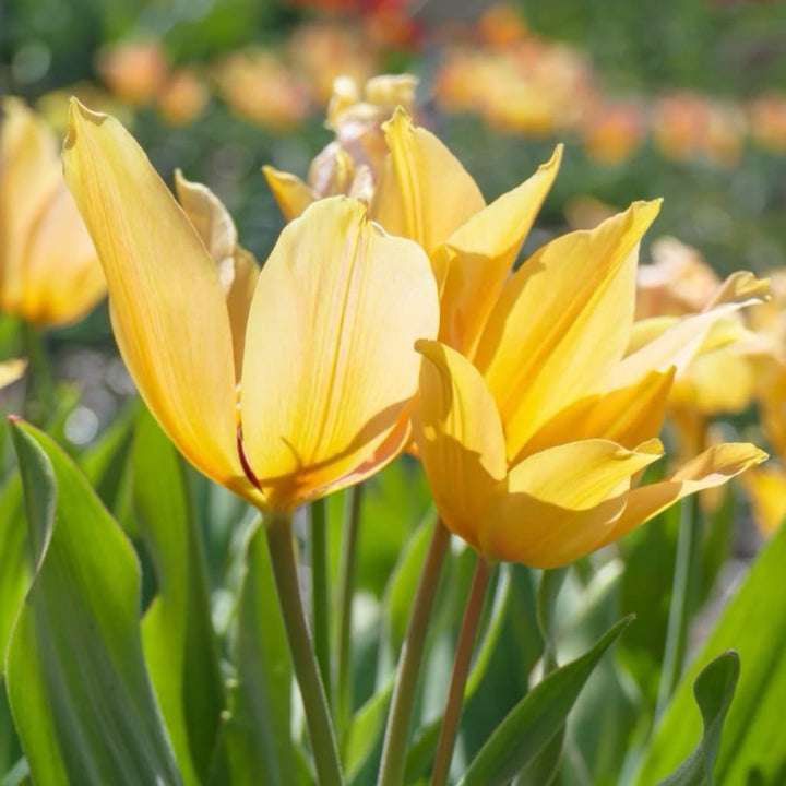 Mehrblütige Wildtulpe 'Shogun' Orange