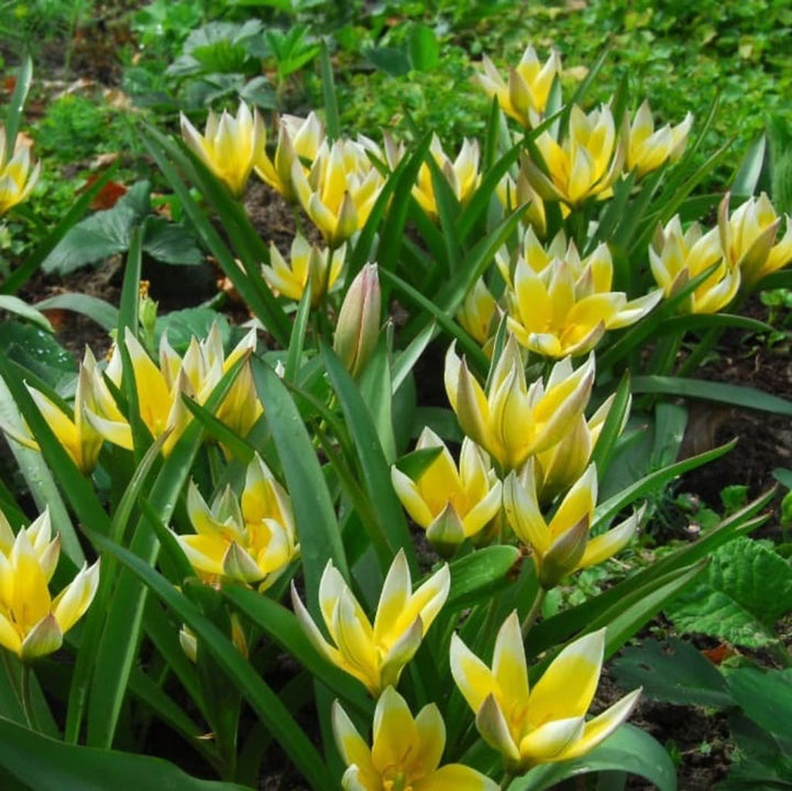 Tulipa tarda