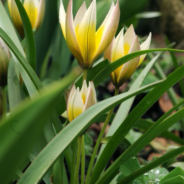 Stern-Tulpe Dasystemon Gelb-Weiß