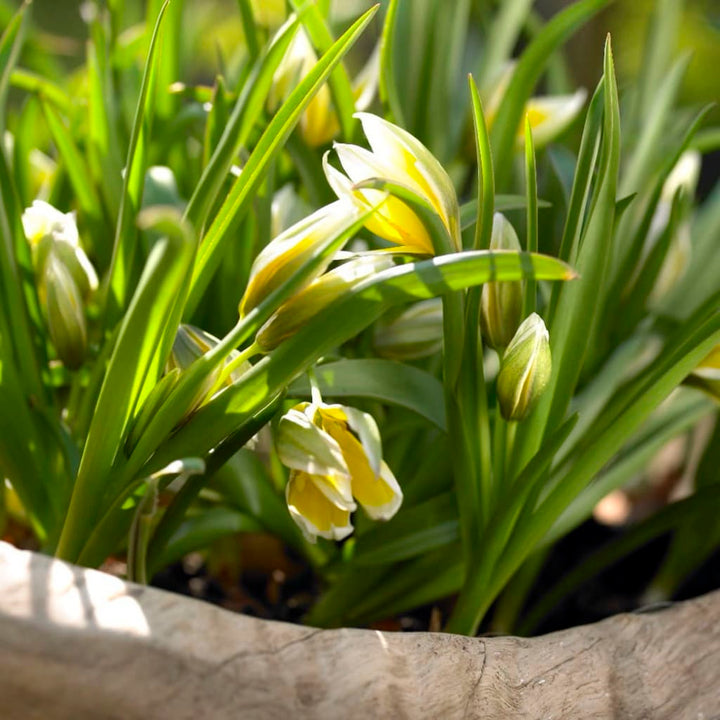 Stern-Tulpe Dasystemon Gelb-Weiß