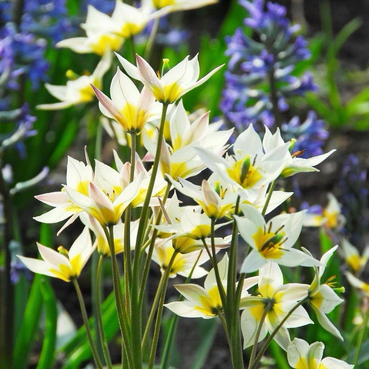 Tulipa turkestanica