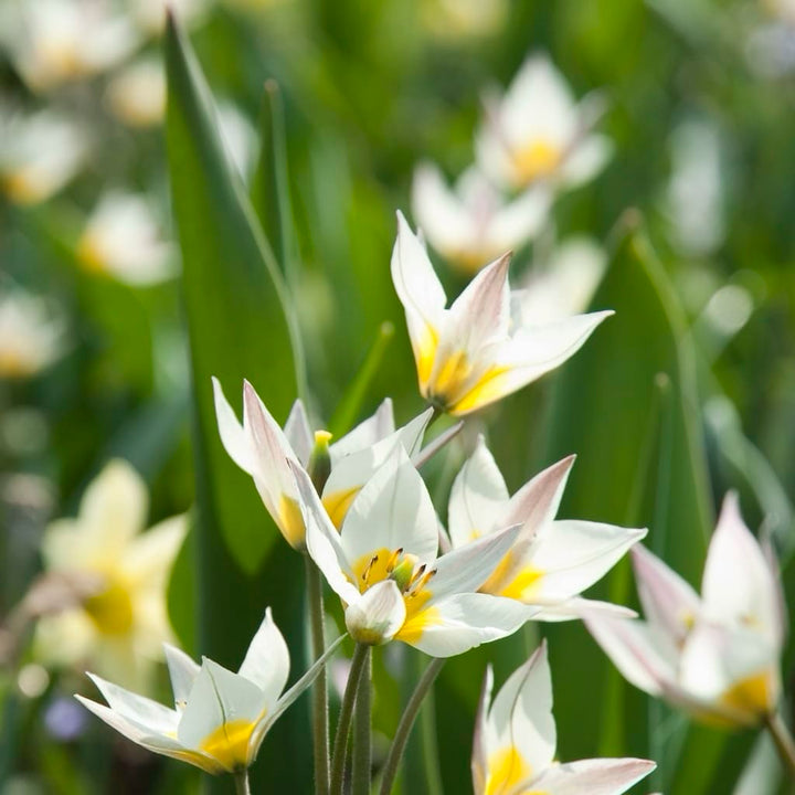 Tulipa turkestanica