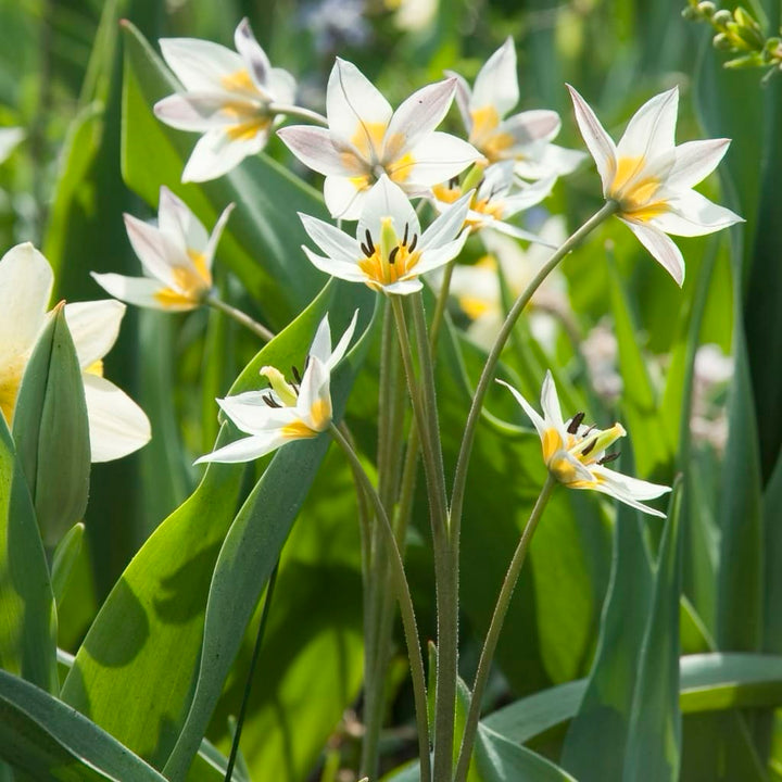 Wildtulpe Turkestanica Weiß