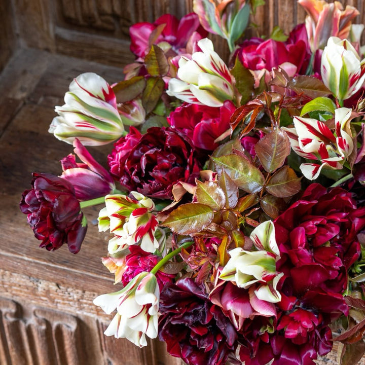 Tulpen-Kollektion 'Tudor Rose'