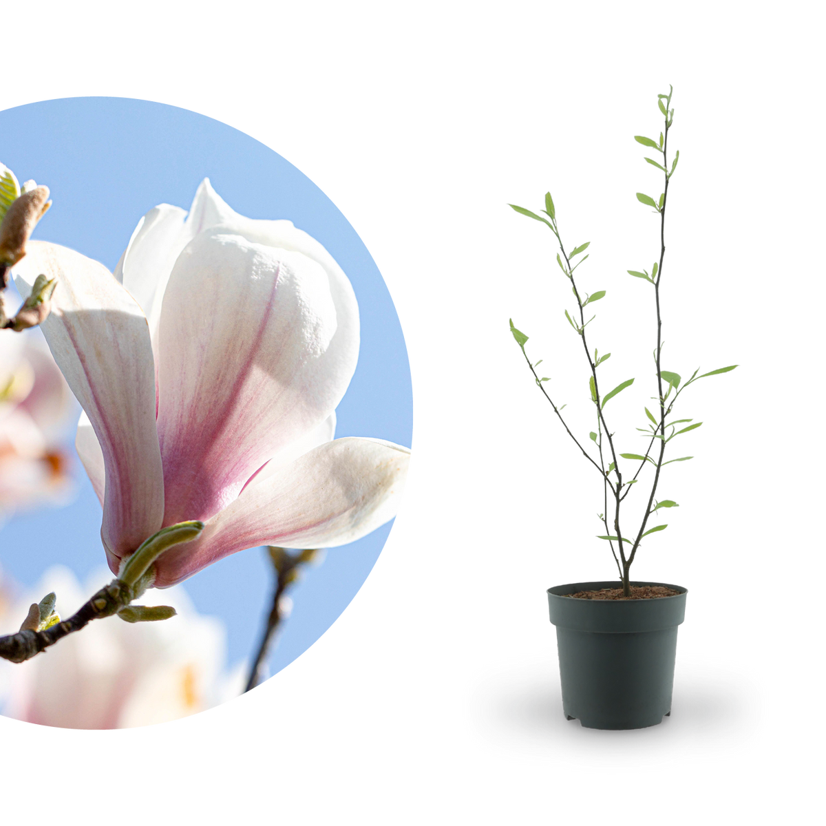 Tulpen-Magnolie Weiß-Rosa