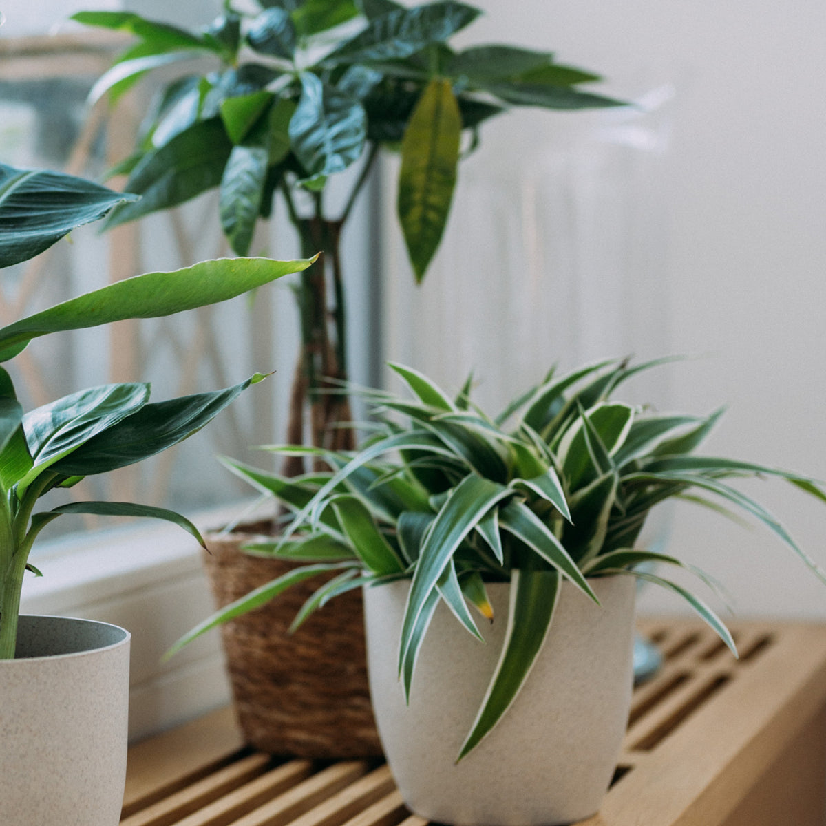 Ungiftige Zimmerpflanzen im Wohnzimmer